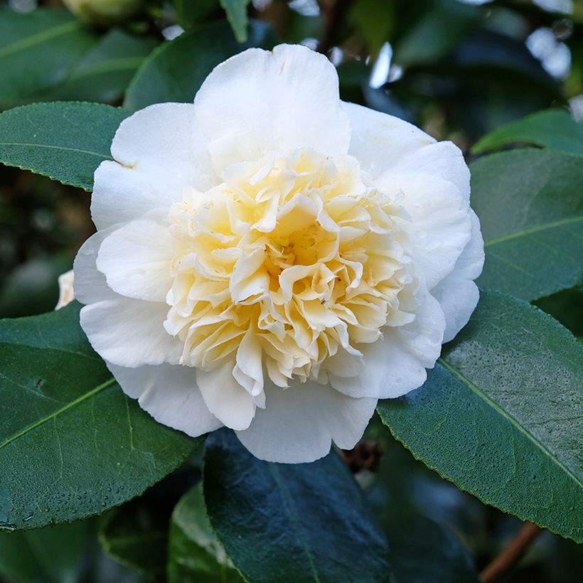 Camellia japonica Jury's Yellow (Fioritura)