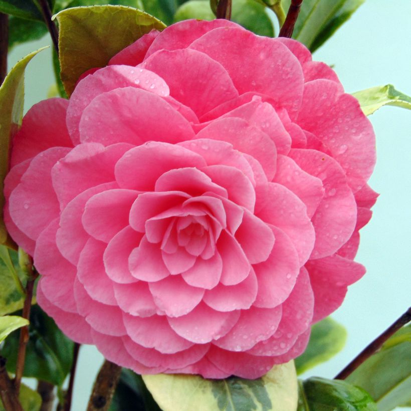 Camellia japonica Kerguelen (Fioritura)