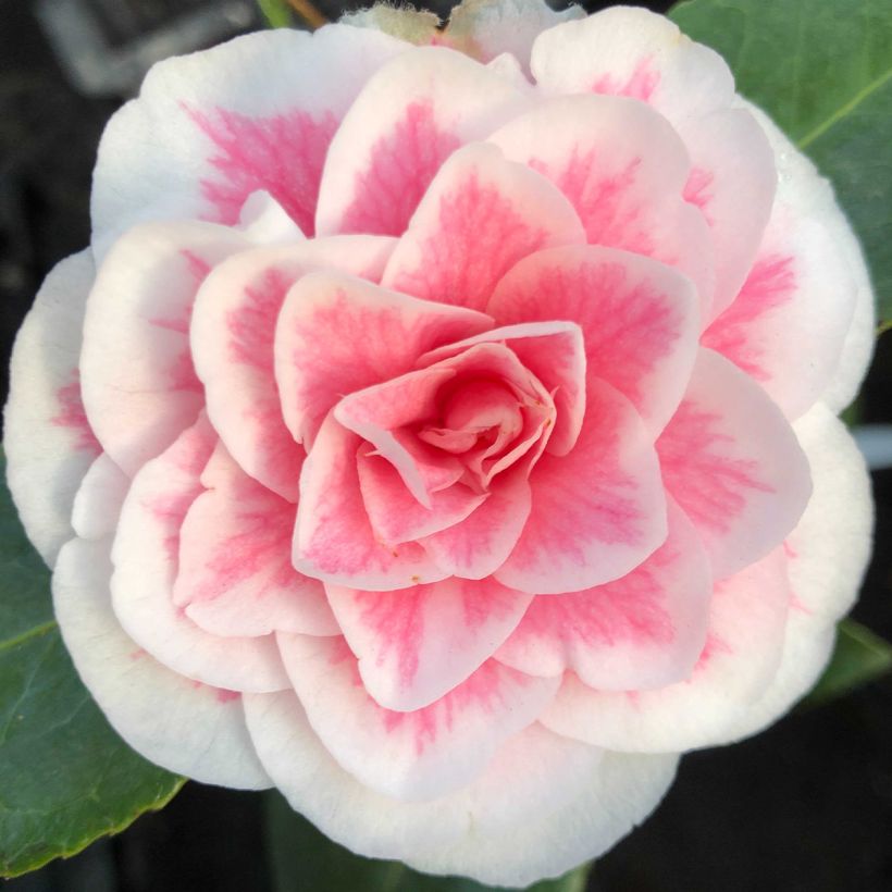 Camellia Look Away (Fioritura)