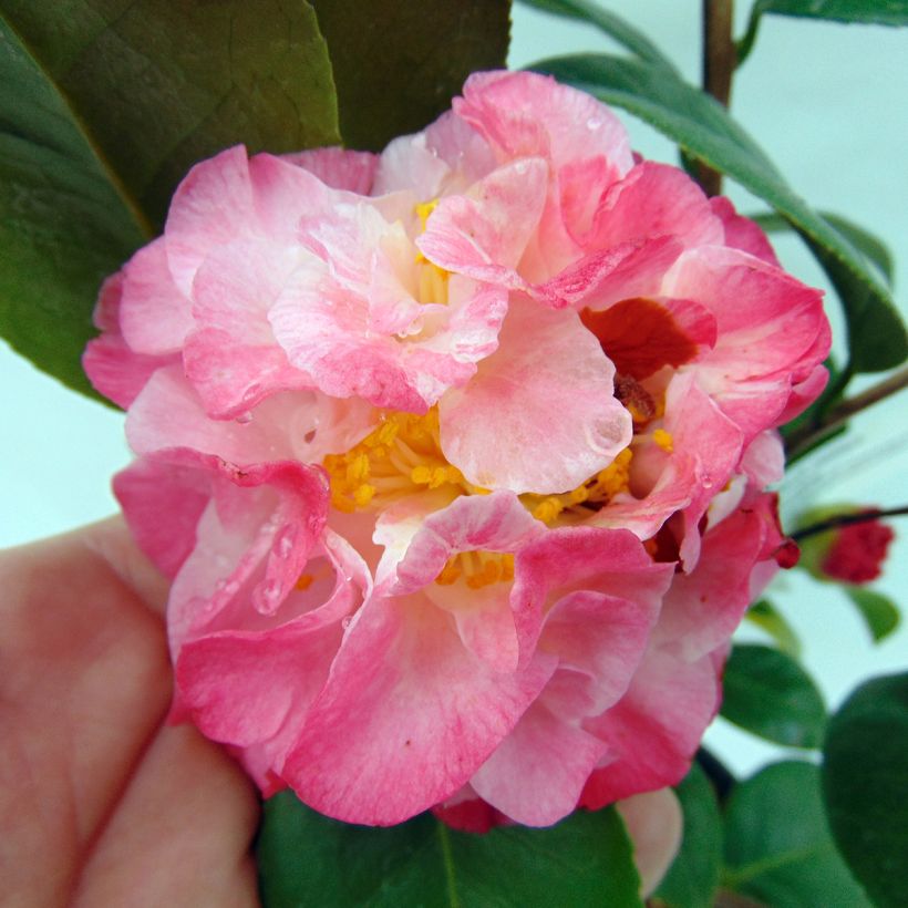 Camellia japonica Nuccio's Jewel (Fioritura)