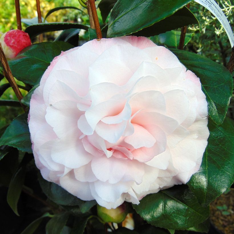 Camellia Nuccio's Pearl (Fioritura)