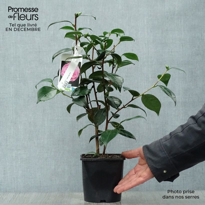 Camélia classique - Camellia Nuccio s Pearl Pot de 2L/3L esemplare consegnato in inverno