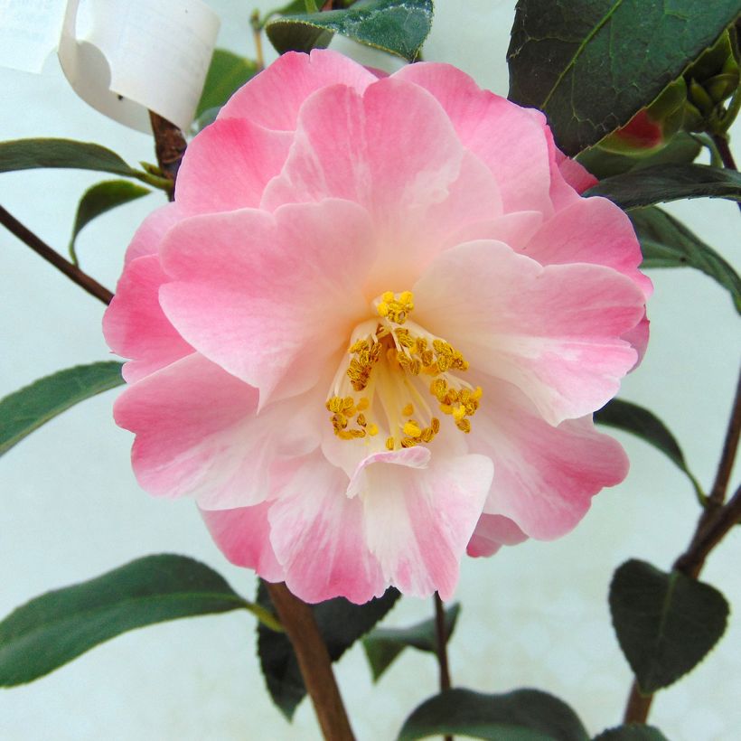 Camellia williamsonii Spring Daze (Fioritura)