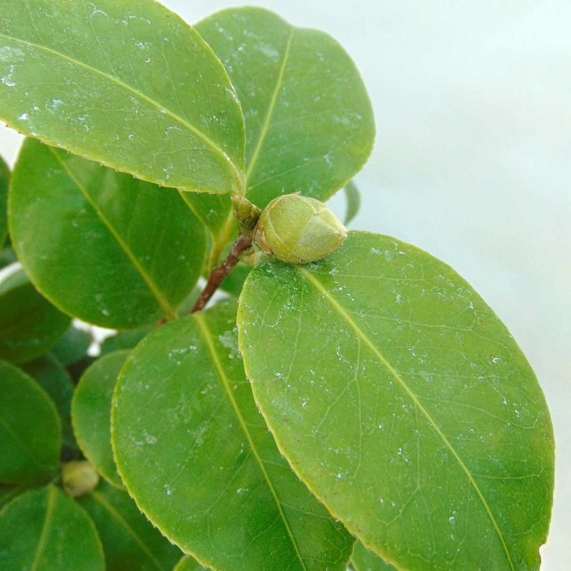 Camellia Tom Pouce (Fogliame)