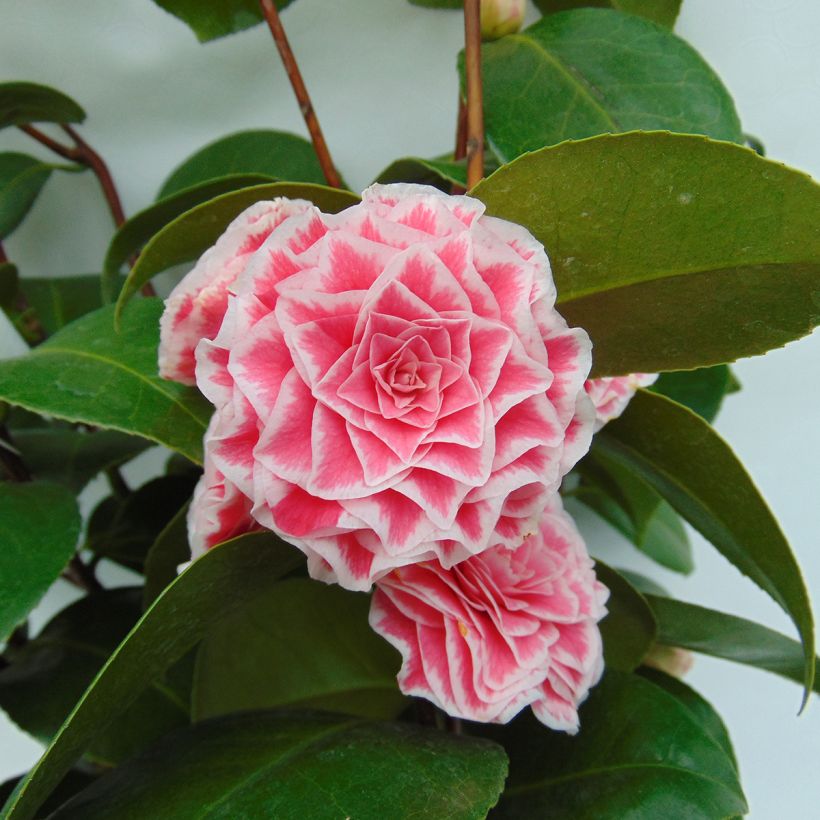 Camellia Tom Pouce (Fioritura)