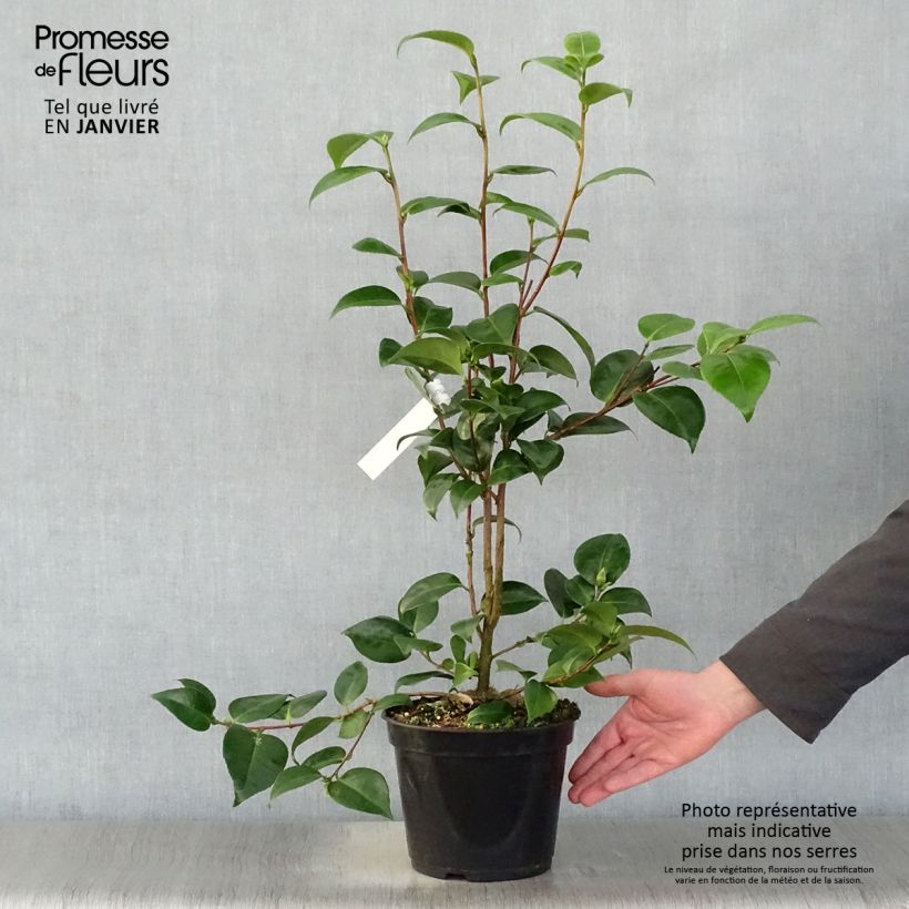 Camélia classique - Camellia Tom Pouce Pot de 4L/5L esemplare consegnato in inverno