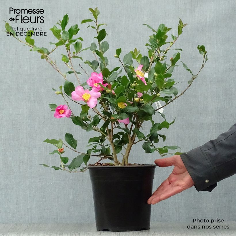 Camélia d'automne - Camellia sasanqua Cleopatra Pot de 3L/4L esemplare consegnato in inverno