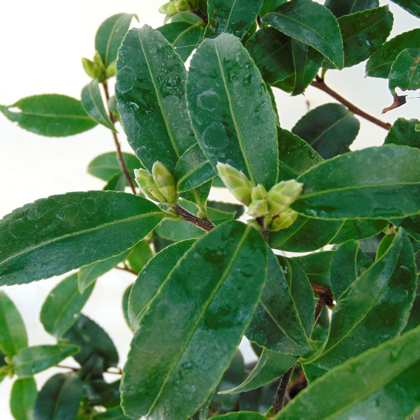 Camellia sasanqua Frosted Star (Fogliame)