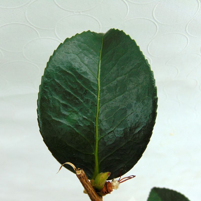 Camellia Gay Border (Fogliame)