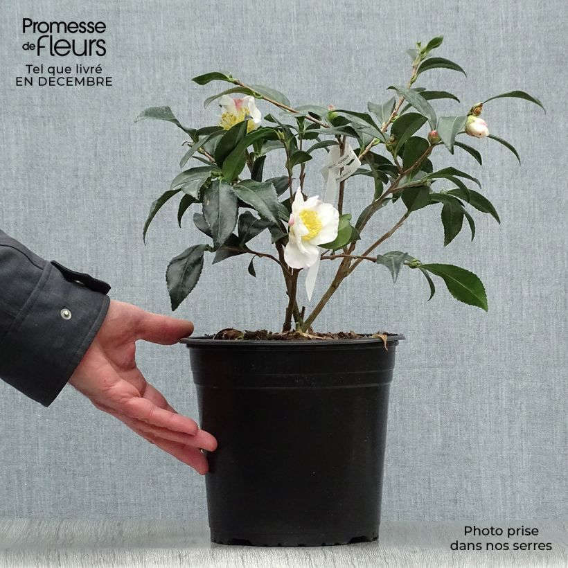 Camélia d'automne - Camellia sasanqua Hinode-Gumo Pot de 4L/5L esemplare consegnato in inverno