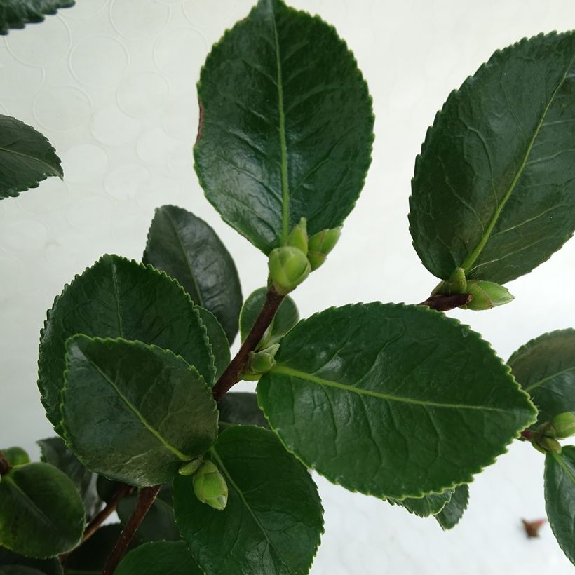 Camellia sasanqua Sekiyo (Fogliame)