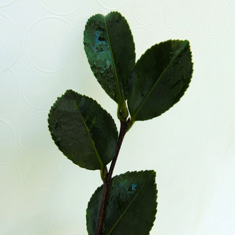 Camellia sasanqua Setsugekka (Fogliame)