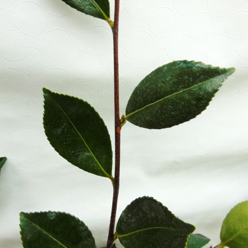 Camellia sasanqua Showa no Sakae (Fogliame)