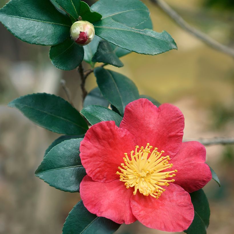 Camellia Yuletide (Fogliame)