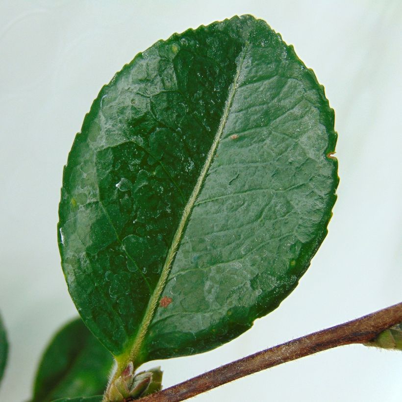 Camellia hiemalis Bonanza (Fogliame)