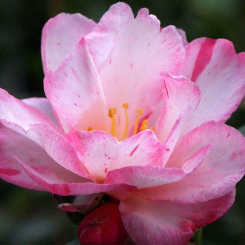 Camellia sasanqua Stars'n Stripes (Fioritura)