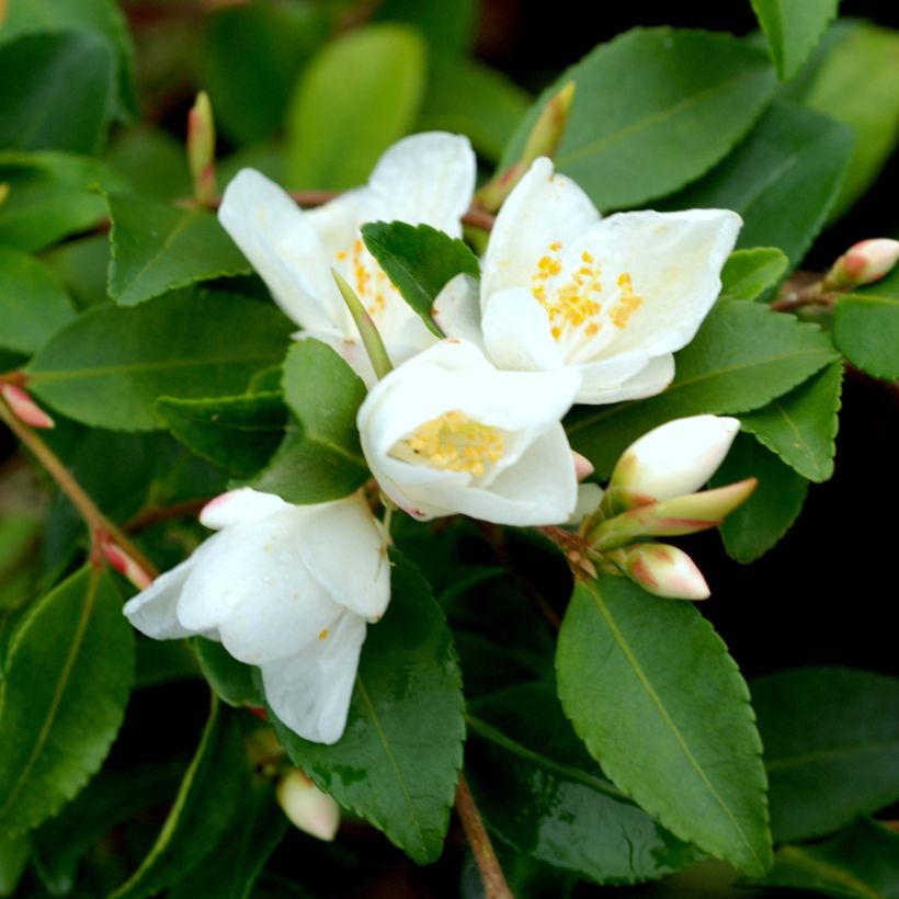 Camellia lutchuensis (Fioritura)