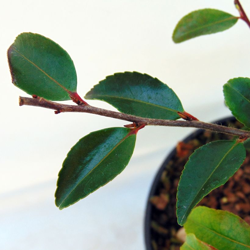 Camellia lutchuensis (Fogliame)