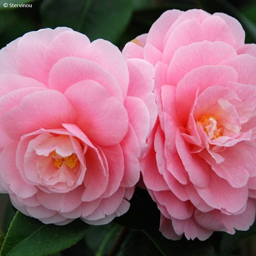 Camellia reticulata Lovely Lady (Fioritura)