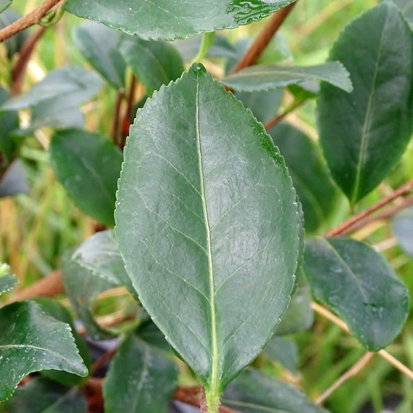 Camellia sasanqua Cleopatra (Fogliame)