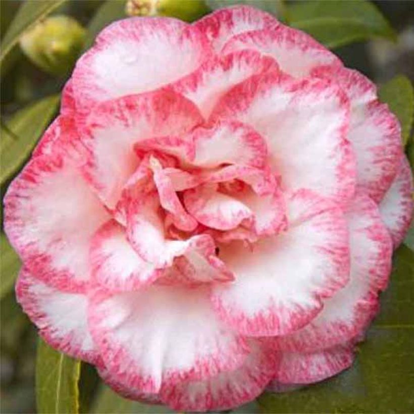 Camellia Betty's Beauty (Fioritura)