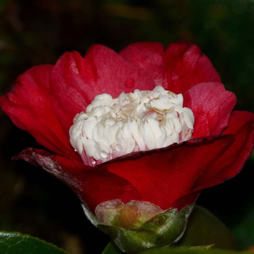 Camellia japonica Bokuhan (Fioritura)