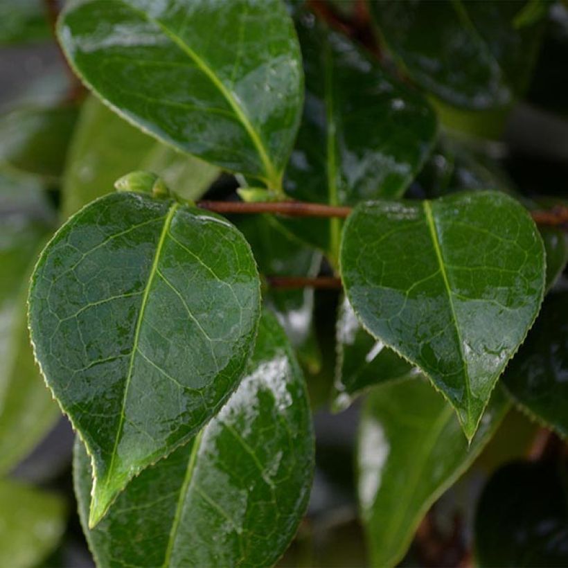 Camellia Botanyuki (Fogliame)