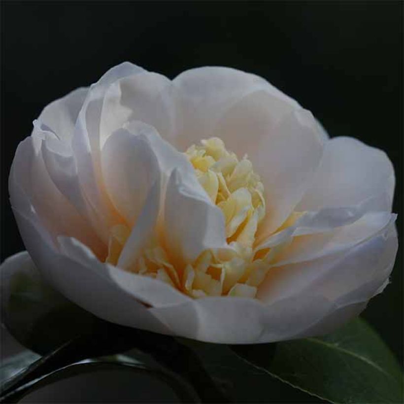 Camellia Botanyuki (Fioritura)