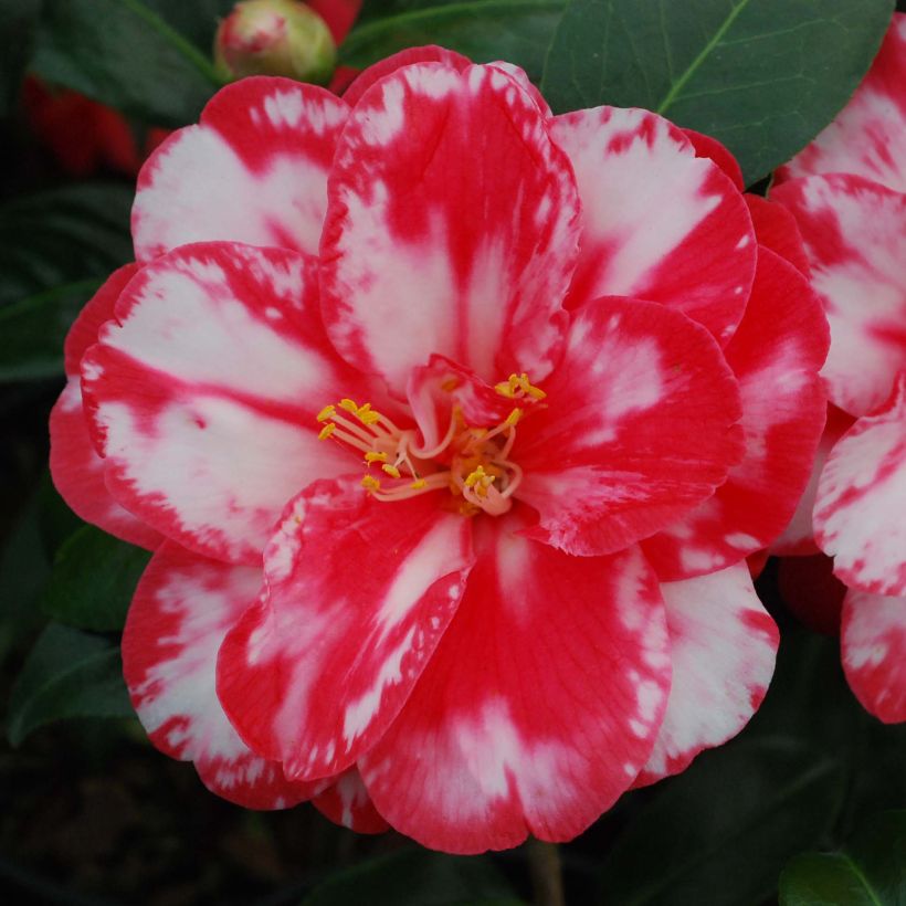 Camellia japonica Donckelarii (Fioritura)