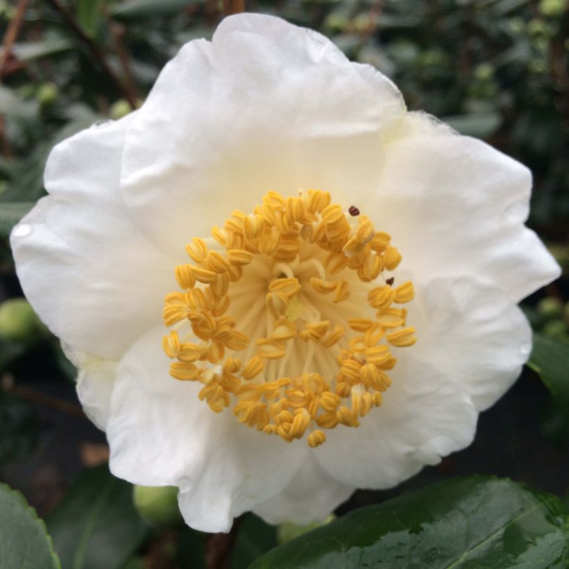 Camellia japonica de Higo Fuji (Fioritura)