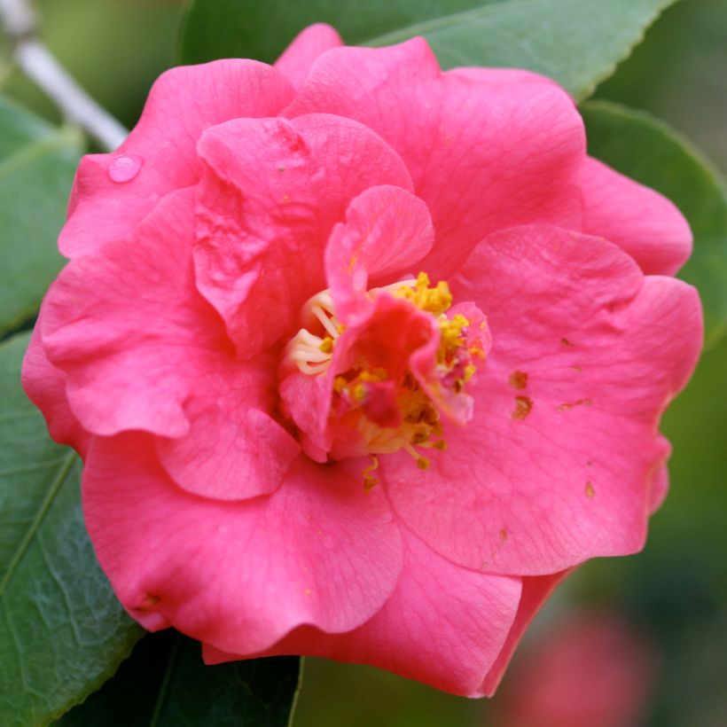 Camellia japonica Lady Campbell (Fioritura)