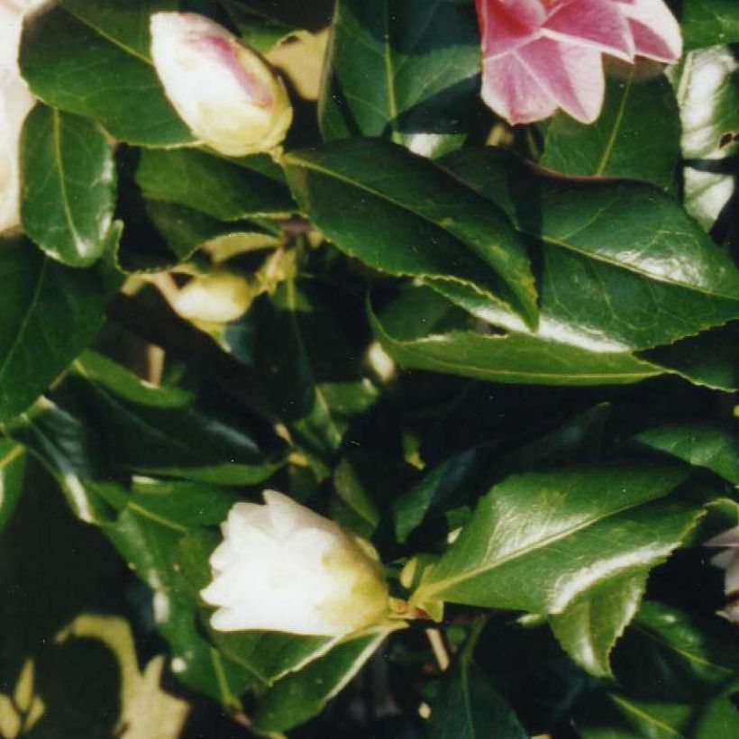 Camellia japonica Lady Vansittart (Fogliame)