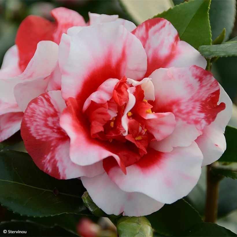 Camellia japonica Midnight Variegated (Fioritura)