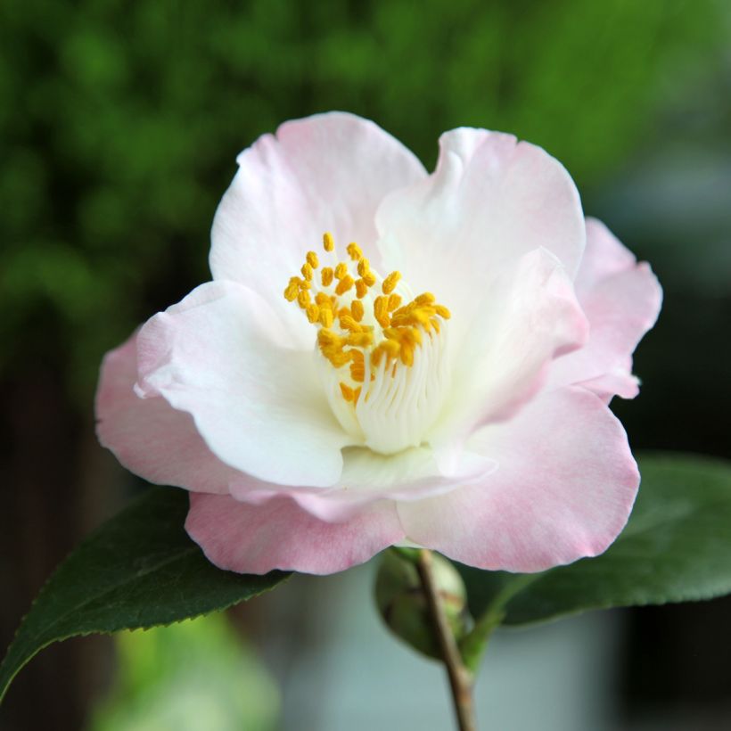 Camellia transnokoensis Transtasman (Fioritura)