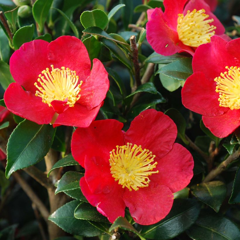 Camellia Yuletide (Fioritura)