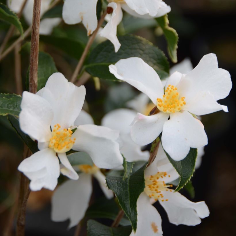 Camellia grijsii (Fioritura)