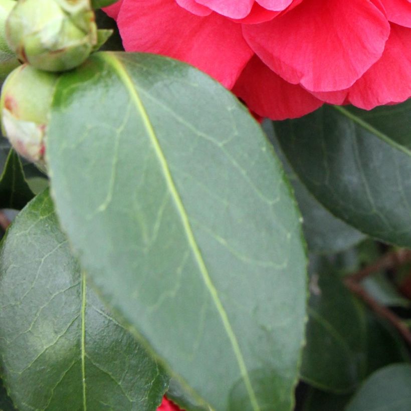 Camellia japonica Blood of China (Fogliame)