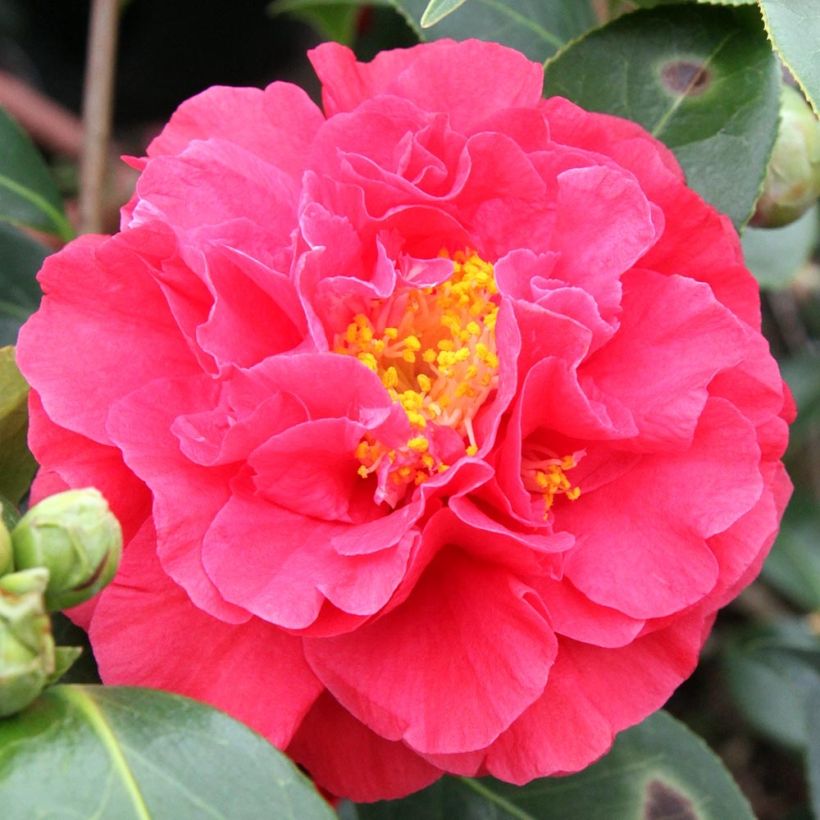 Camellia japonica Blood of China (Fioritura)