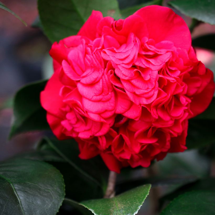 Camellia japonica Kramer's Supreme (Fioritura)