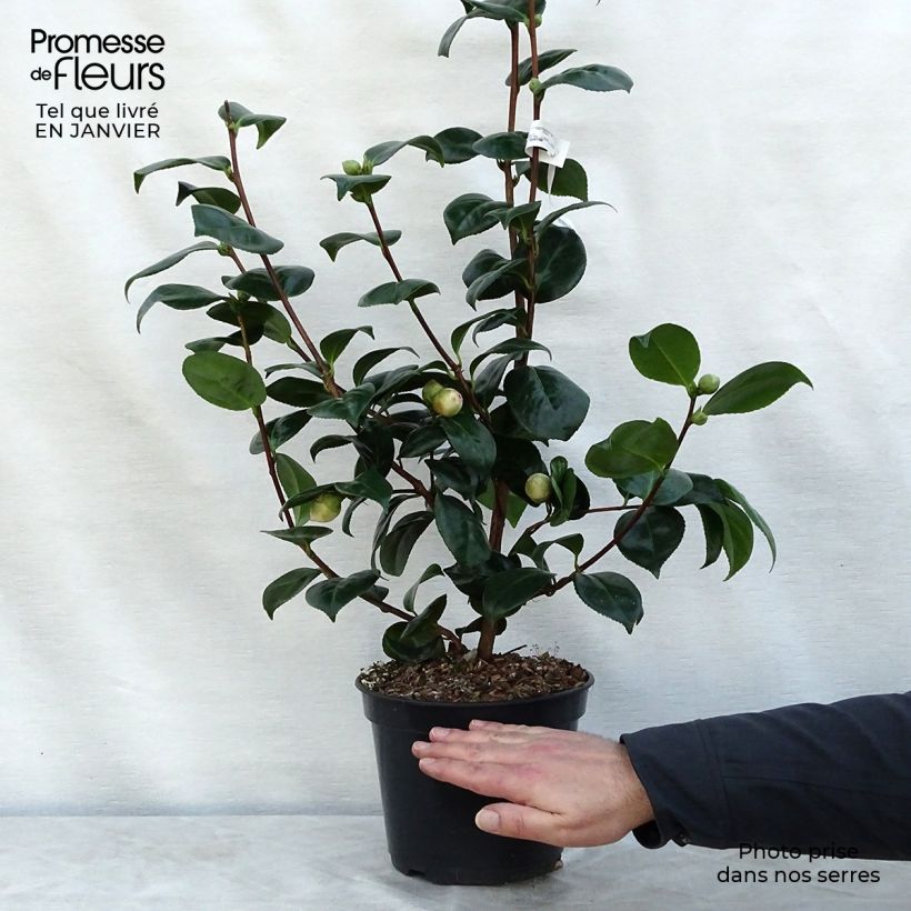 Camélia Margaret Davis - Camellia japonica Pot de 4L/5L esemplare consegnato in inverno