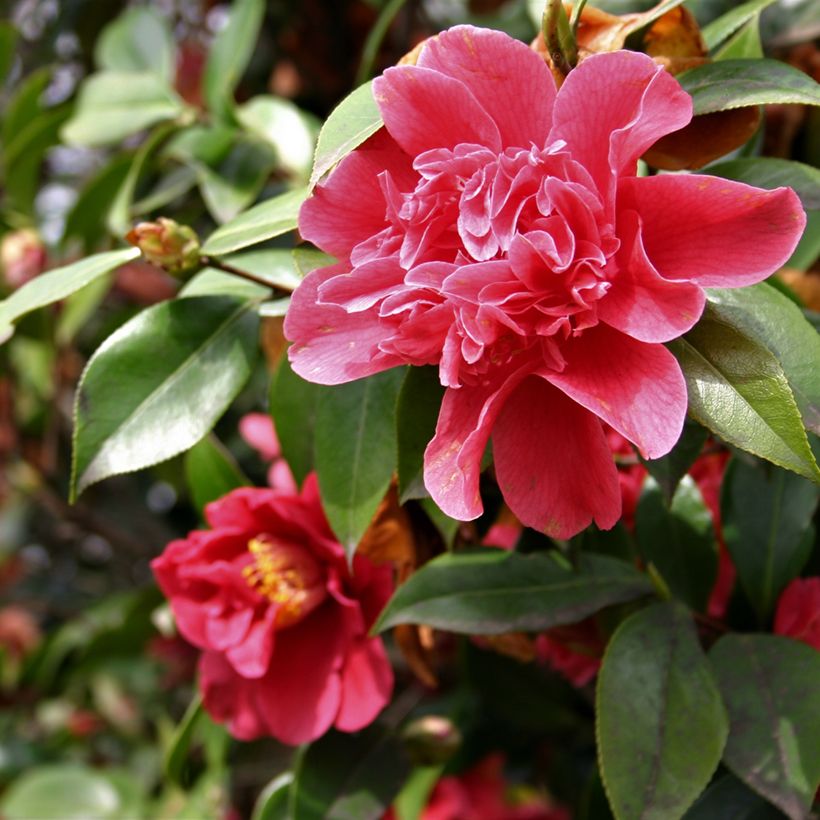 Camellia japonica Mark Alan (Fioritura)