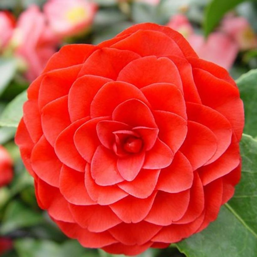 Camellia japonica Roger Hall (Fioritura)