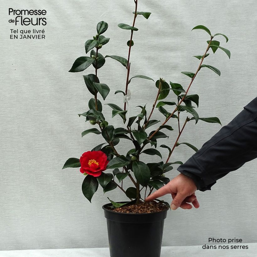 Camélia San dimas - Camellia japonica Pot de 2L/3L esemplare consegnato in inverno