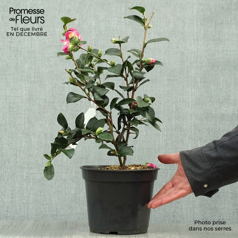 Camellia sasanqua Belinda - camélia d'automne Pot de 4L/5L esemplare consegnato in inverno