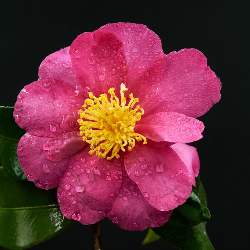 Camellia sasanqua Belinda (Fioritura)