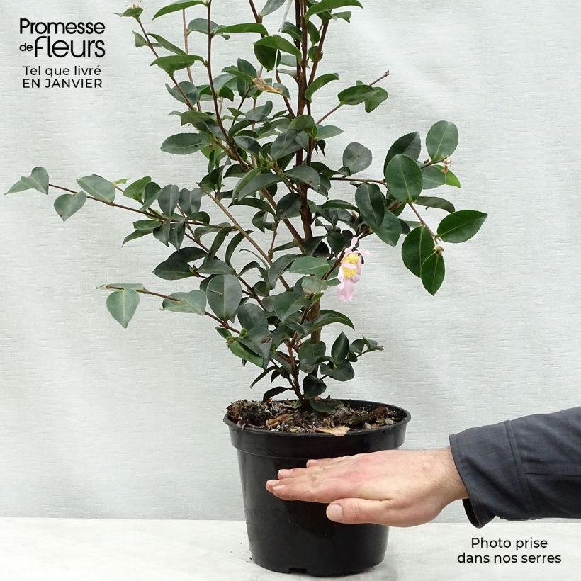 Camélia d'automne - Camellia sasanqua Plantation Pink Pot de 4L/5L esemplare consegnato in inverno