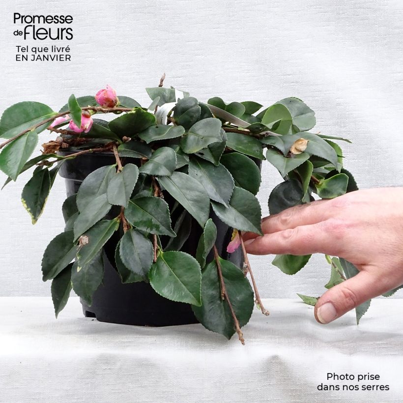 Camélia d'automne - Camellia sasanqua Waterfall Pink en pot de 4/5L esemplare consegnato in inverno