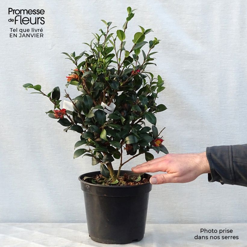 Camélia d'automne - Camellia sasanqua Yuletide Pot de 4L/5L esemplare consegnato in inverno