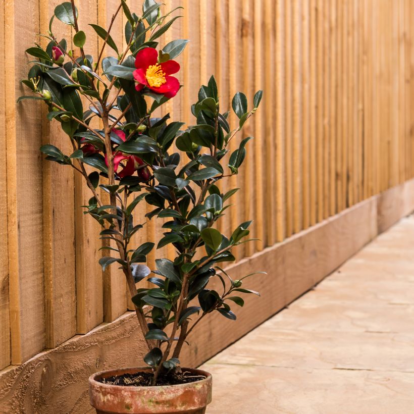 Camellia Yuletide (Porto)