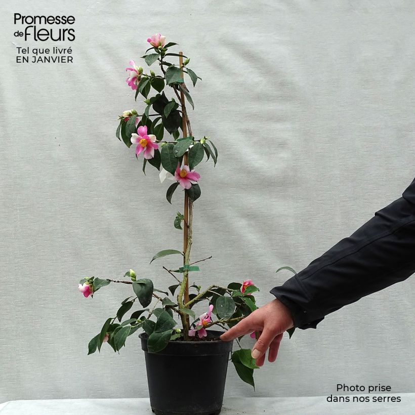 Camélia d'automne - Camellia sasanqua Yume Pot de 4L/5L esemplare consegnato in inverno